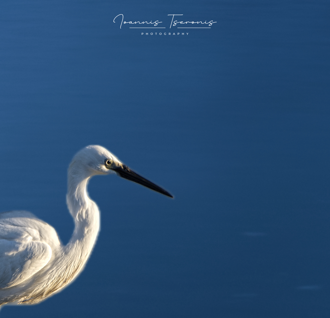 wildlife photography